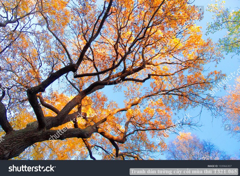 Tranh dán tường cây cối mùa thu T321-065